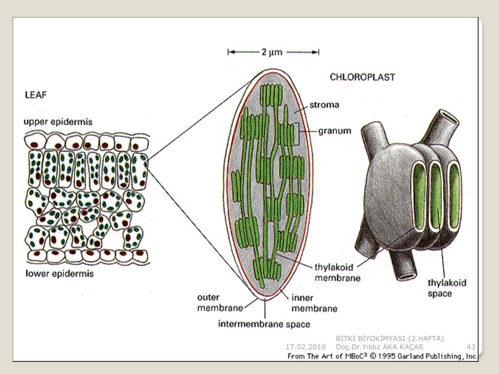Хлоропласты у водорослей. Хлорофилл в мембране. Структура клетки хлорофилл. Пластиды водорослей. Гармошка=пластид.
