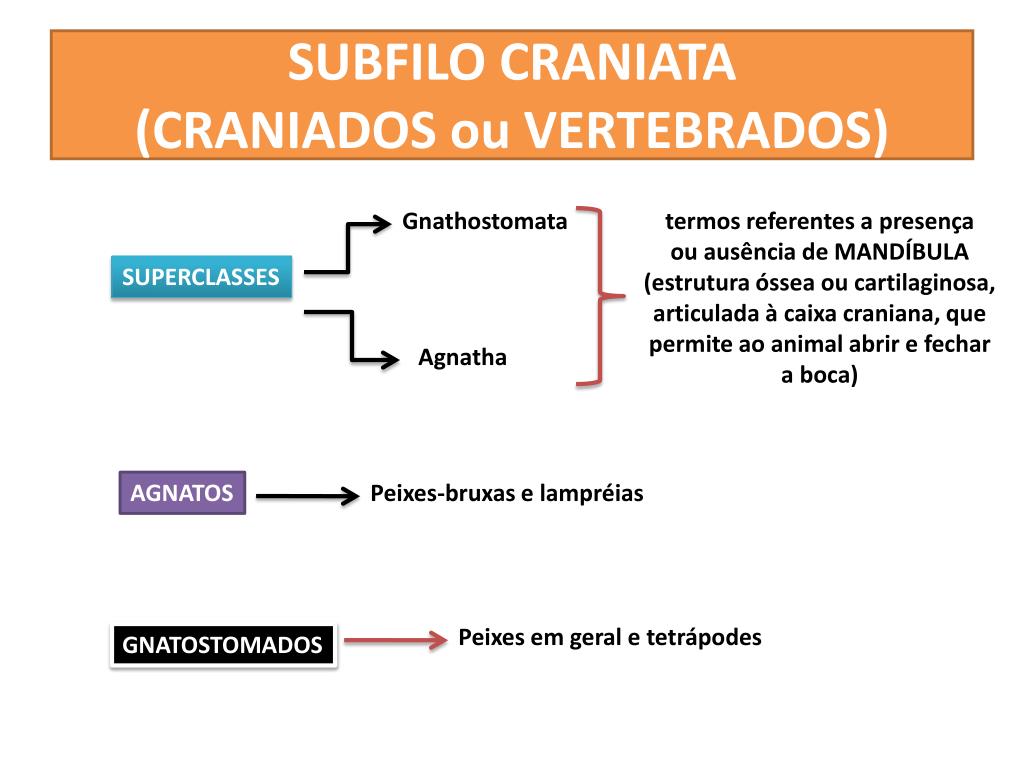 Sistema esquelético do subfilo dos vertebrados