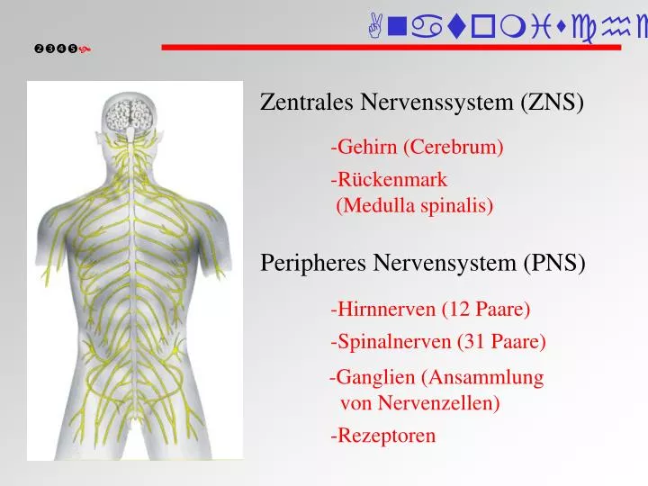 PPT - Anatomische Einteilung PowerPoint Presentation - ID ...