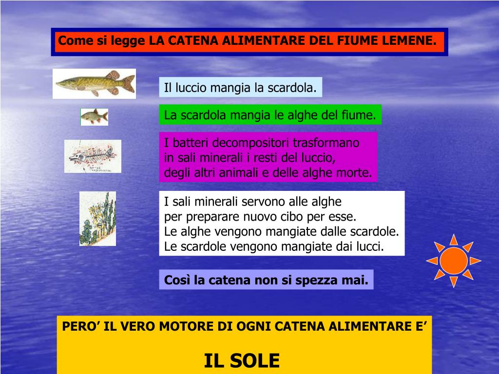 PPT - Alle risorgive del Lemene PowerPoint Presentation, free download -  ID:4904088
