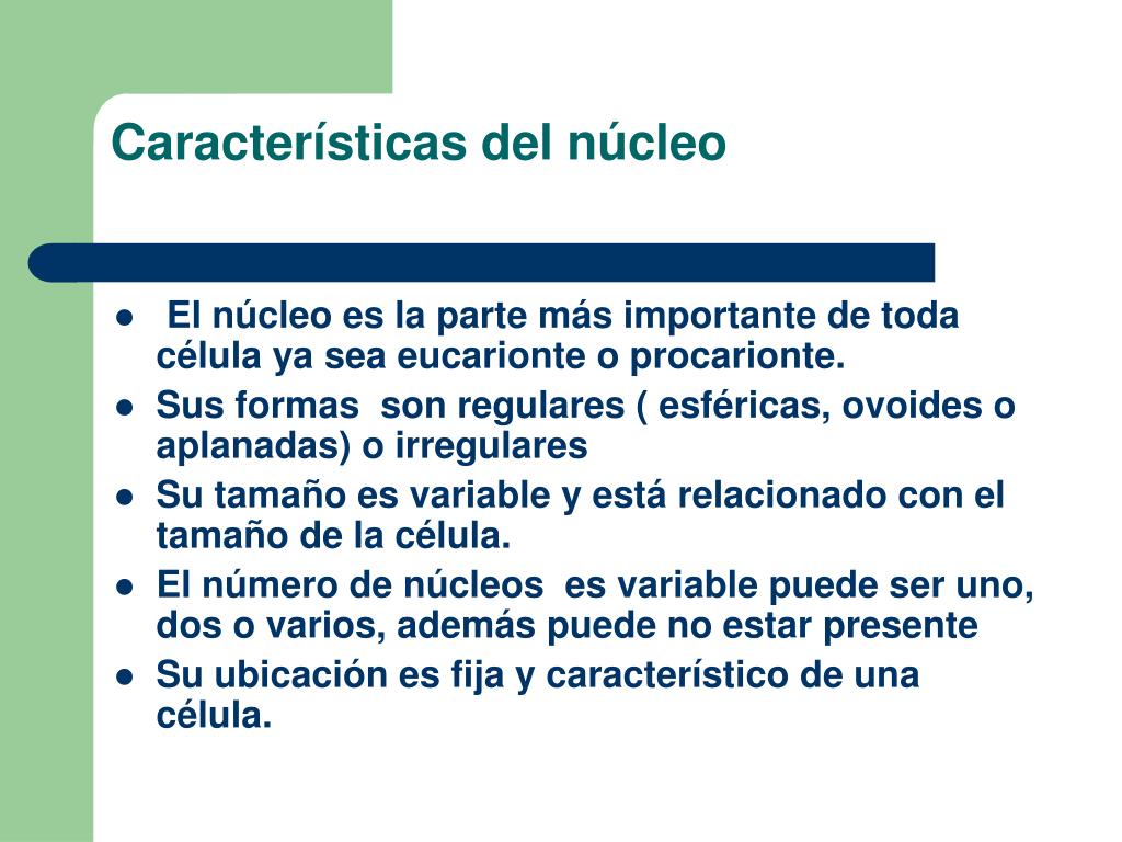 PPT - El núcleo celular PowerPoint Presentation, free download - ID:4904748