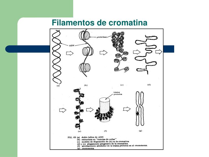 PPT - El núcleo celular PowerPoint Presentation - ID:4904748