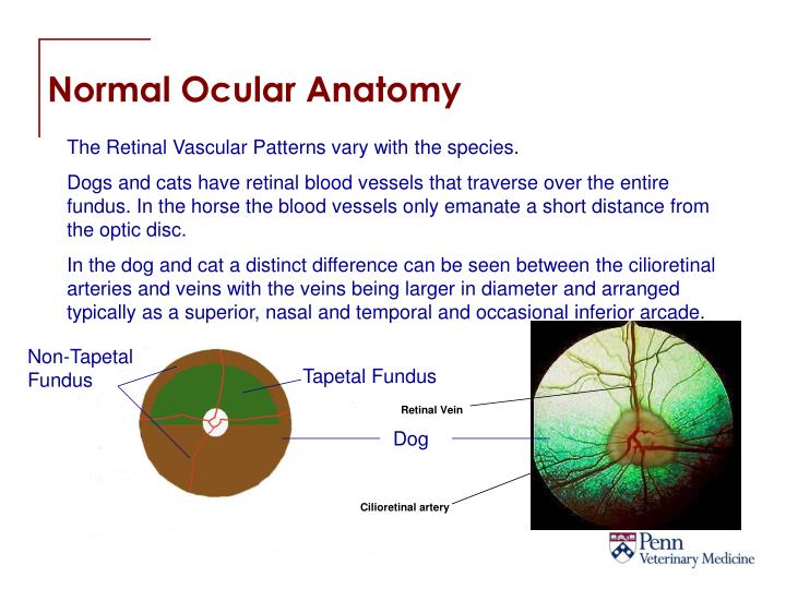 PPT Normal Fundus and Variations in the Dog, Cat and Horse PowerPoint