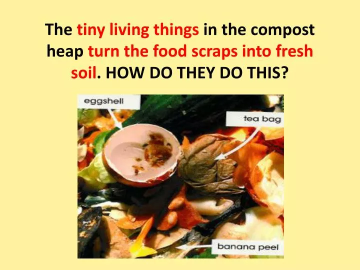 Ppt Bacteria And Fungi Break Down Food Scraps Into Smaller Pieces Powerpoint Presentation Id