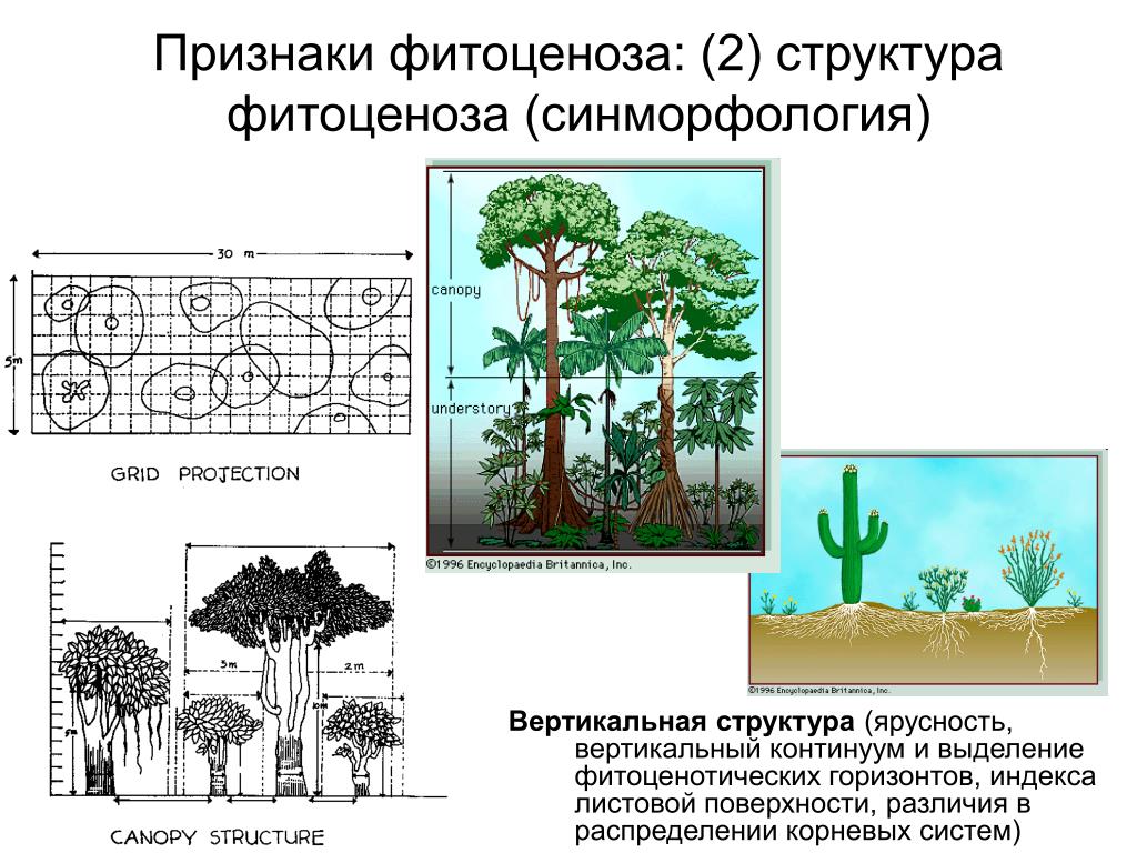 Признаки растительных сообществ. Ярусы фитоценоза 4 яруса. Ярусность фитоценоза. Структура лесного фитоценоза. В растительных сообществах ярусность у растений.