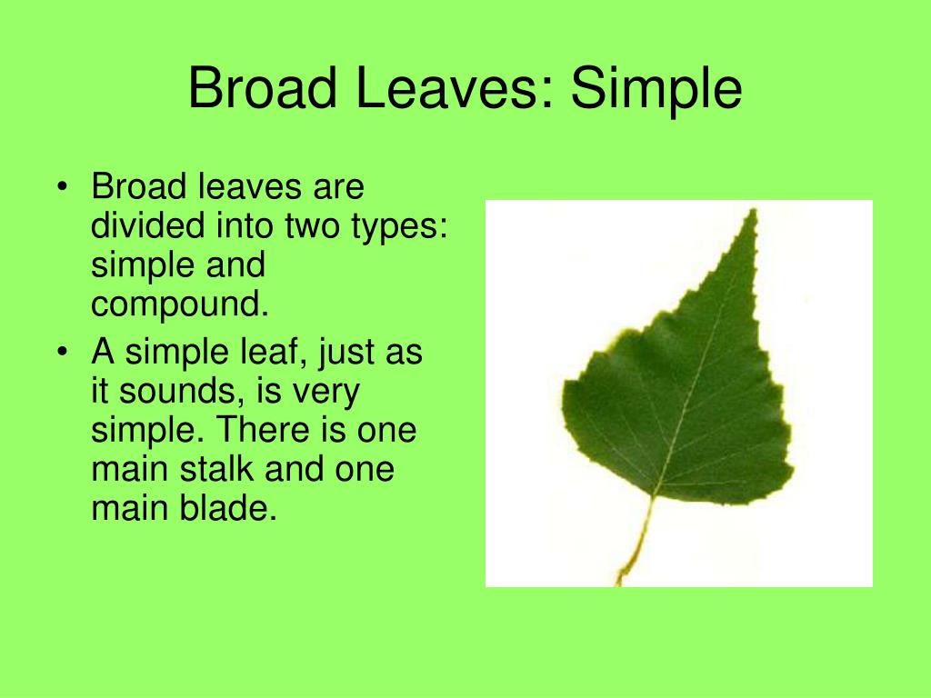 PPT What Is A Leaf PowerPoint Presentation Free Download ID 4907721 PPT What Is A Leaf PowerPoint Presentation Free Download ID 4907721