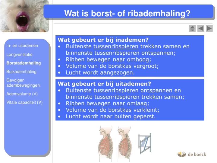 Ppt ademhaling powerpoint presentation id 4909982