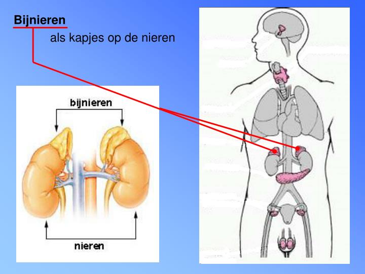 PPT - Het hormoonstelsel PowerPoint Presentation - ID:4910177