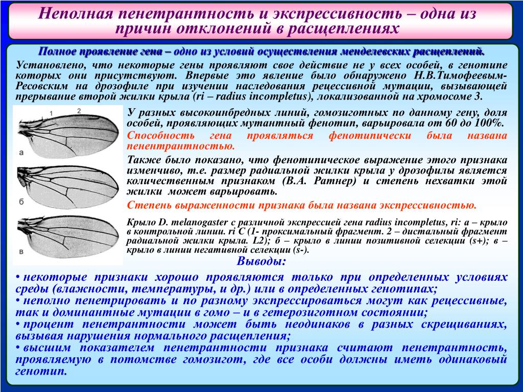 Проявление генов в онтогенезе презентация