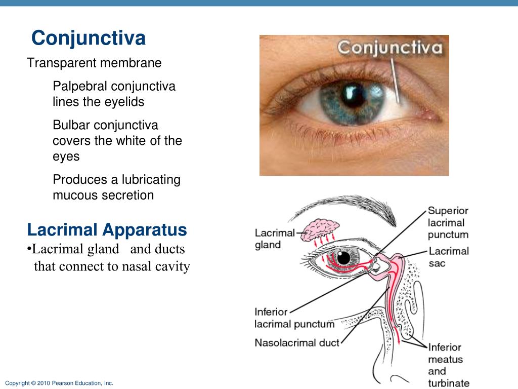 PPT Chapter 15 Special Senses PowerPoint Presentation Free Download PPT Chapter 15 Special Senses PowerPoint Presentation Free Download