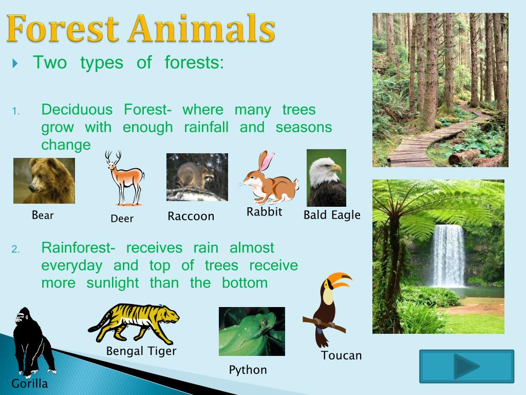PPT - Animals and Habitats PowerPoint Presentation, free download -  ID:4912481