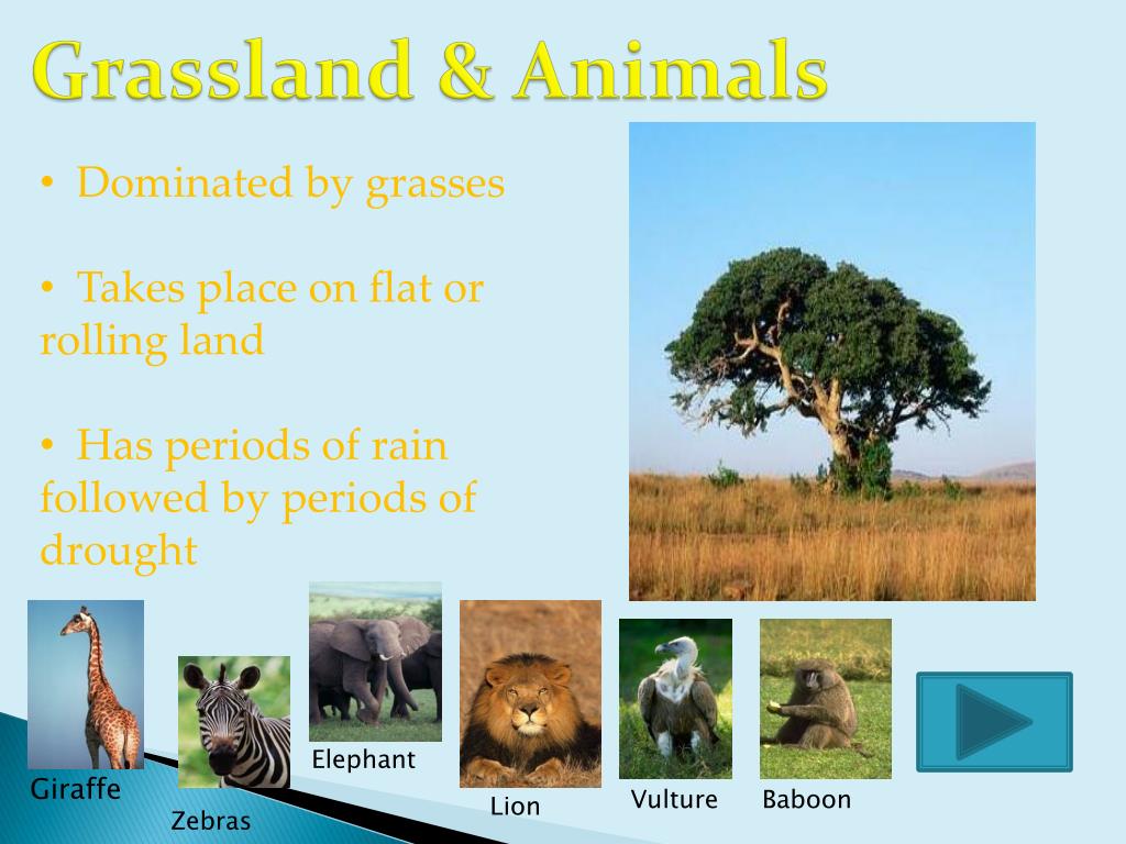 wildlife ppt presentation free download wildlife ppt presentation free download