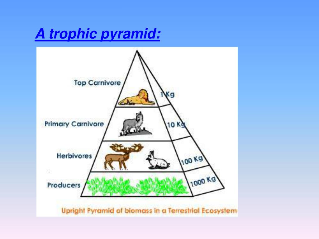 PPT - THE SAVANNAH PowerPoint Presentation, free download - ID:4912905