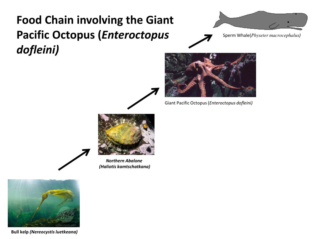 Name Date Period Food Chain Biology Diagrams
