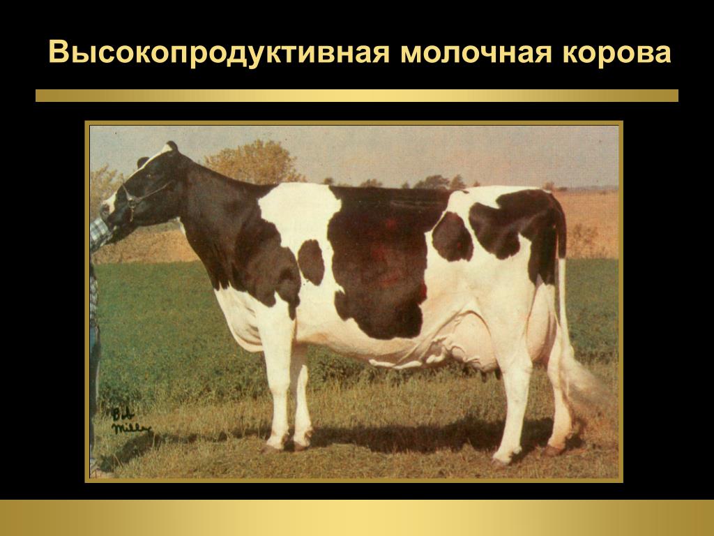 Высоко продуктивная. Высокопродуктивных молочных коров. Высокопродуктивные коровы. Самые высокопродуктивные молочные коровы. Дойная корова.