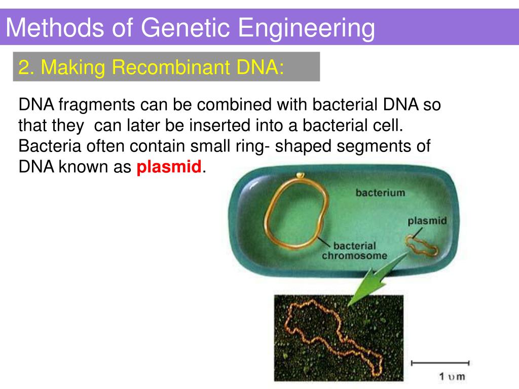 Method engineer. Methods of genetic Engineering. Genetic Engineering techniques. Methods genetic Analysis. What is genetic Engineering.