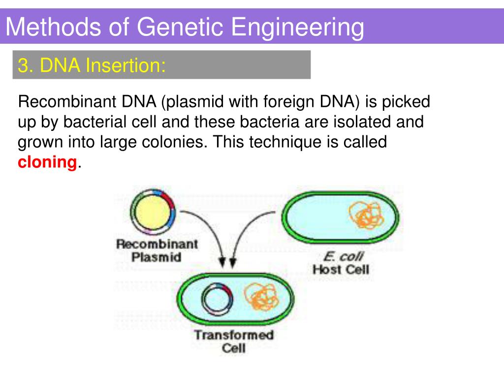 Method engineer. Methods of genetic Engineering. Genetic Engineering techniques. What is genetic Engineering. Scheme of genetic Engineering.