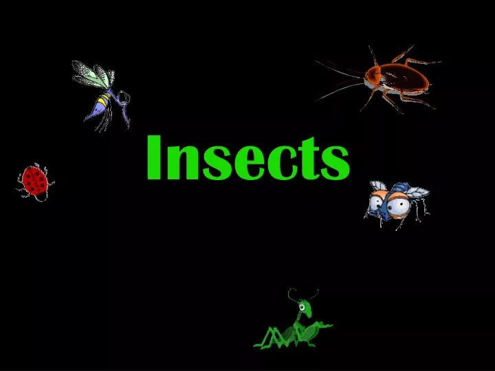 PPT Insects PowerPoint Presentation Free Download ID 4915285