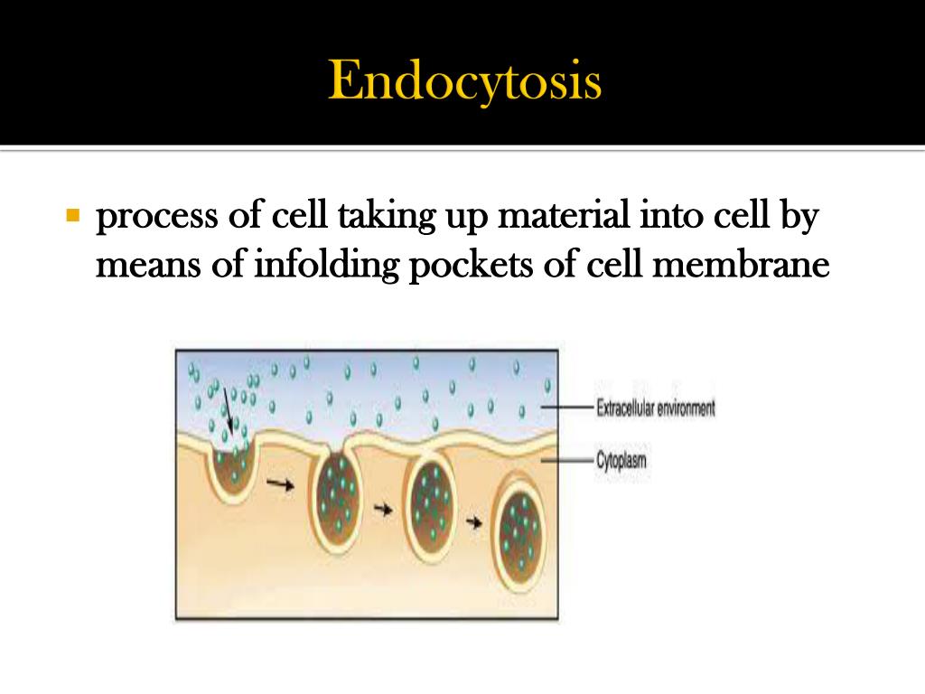 PPT - Honors Biology Chapter 7Section 3 Cell Boundaries PowerPoint ...