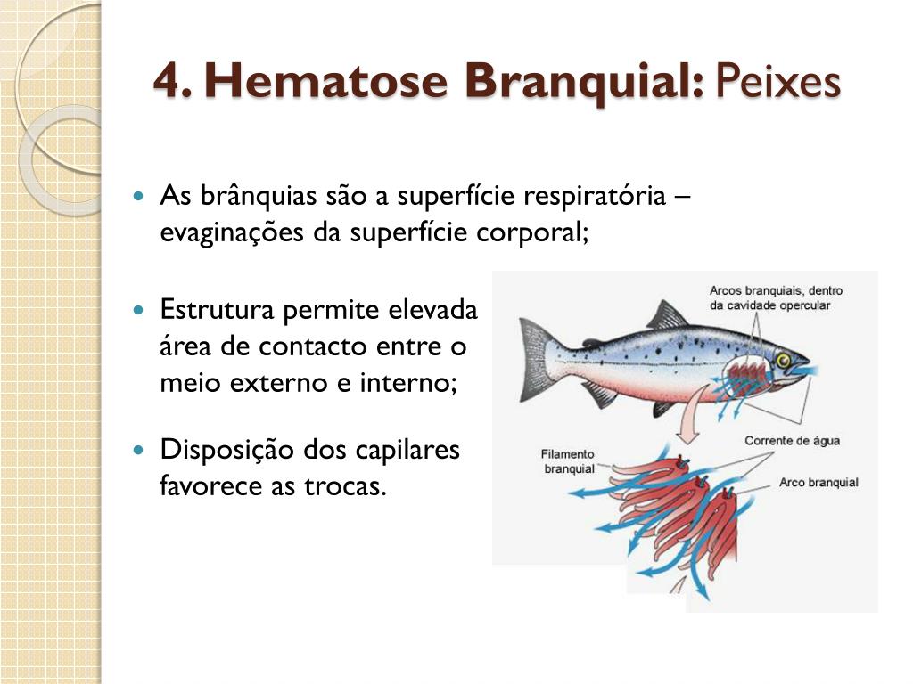 ppt-trocas-gasosas-em-seres-multicelulares-powerpoint-presentation