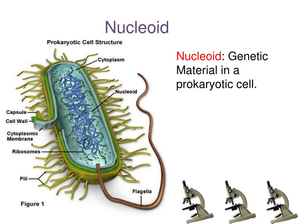 PPT Cell Structure And Function PowerPoint Presentation Free PPT Cell Structure And Function PowerPoint Presentation Free