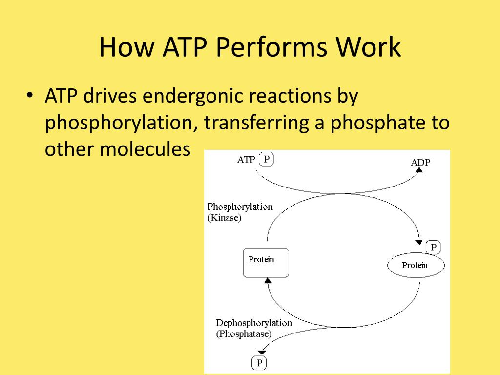 PPT - Chapter 8: An Introduction To Metabolism PowerPoint Presentation ...