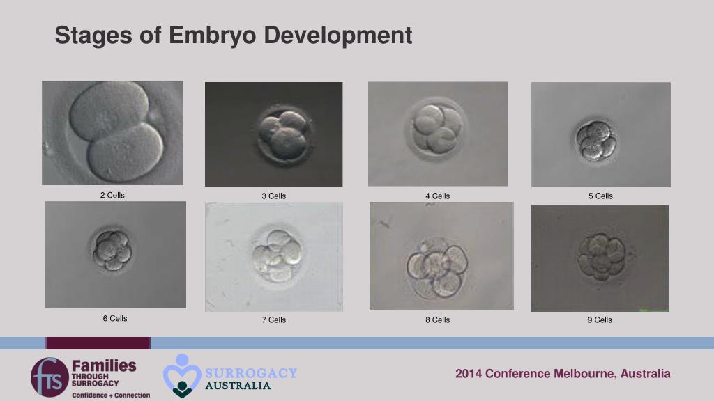 PPT - Embryology 101 PowerPoint Presentation, free download - ID:4922138