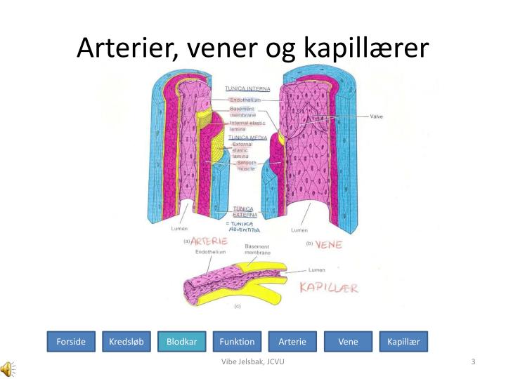 Ppt blodkars histologi powerpoint presentation id:4923252 Spisebordsstole
