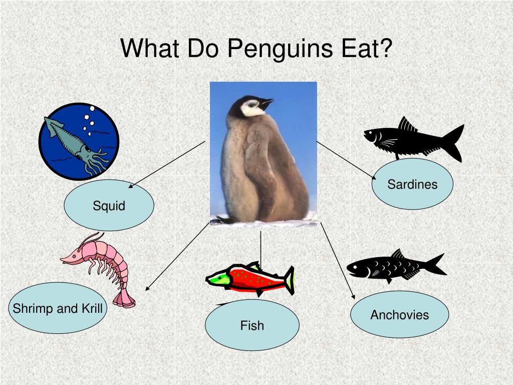 Penguin Eating Squid