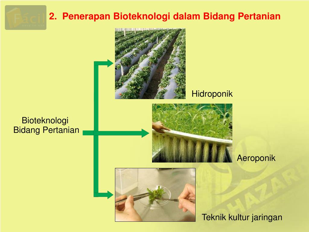 Pengembangan Bioteknologi: Menciptakan Terobosan di Bidang Kesehatan dan Pertanian