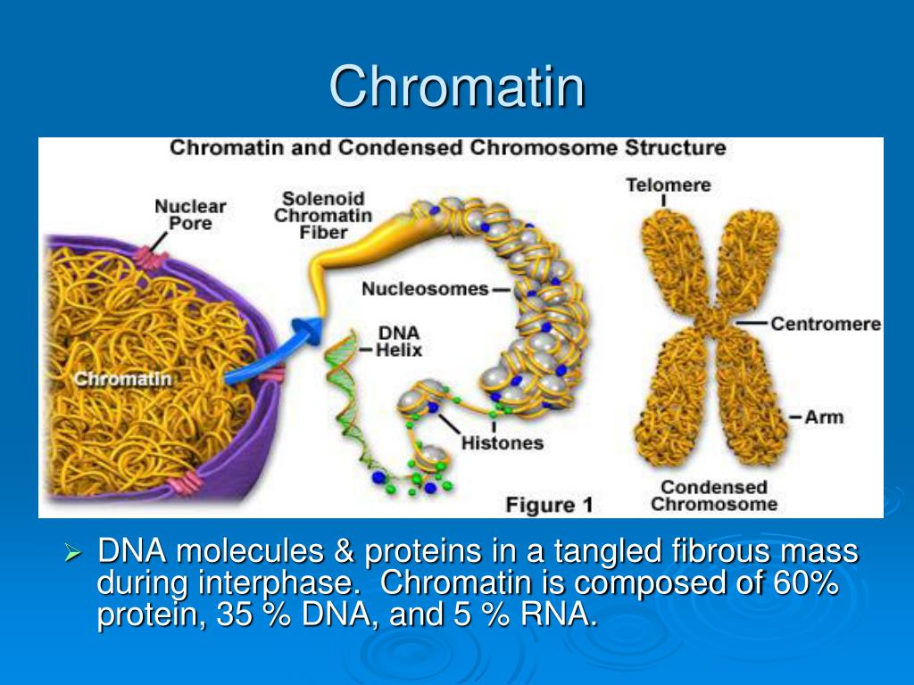 Хроматид в ядре. Хроматин хроматиды хромосомы. ДНК хроматин хромосома. Хроматин молекула ДНК. Хроматин и хроматид разница.