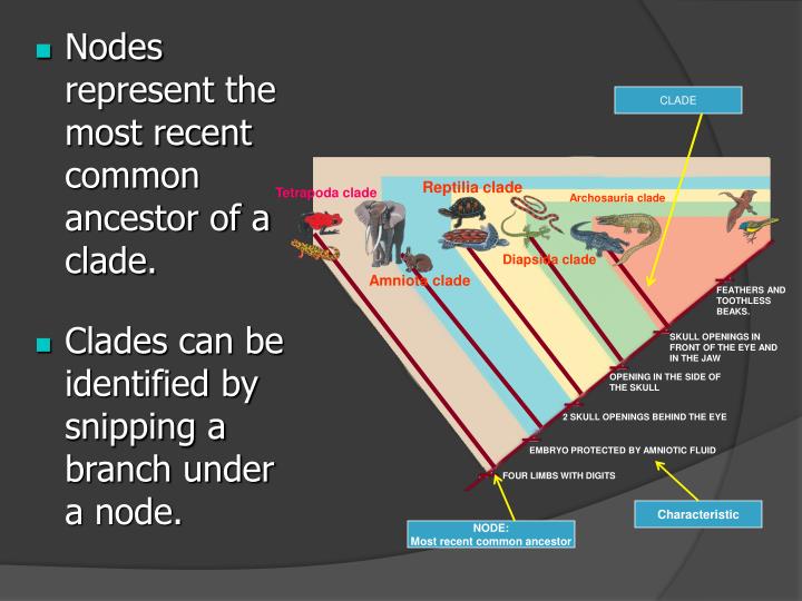 PPT - Cladistics is classification based on common ancestry. PowerPoint ...