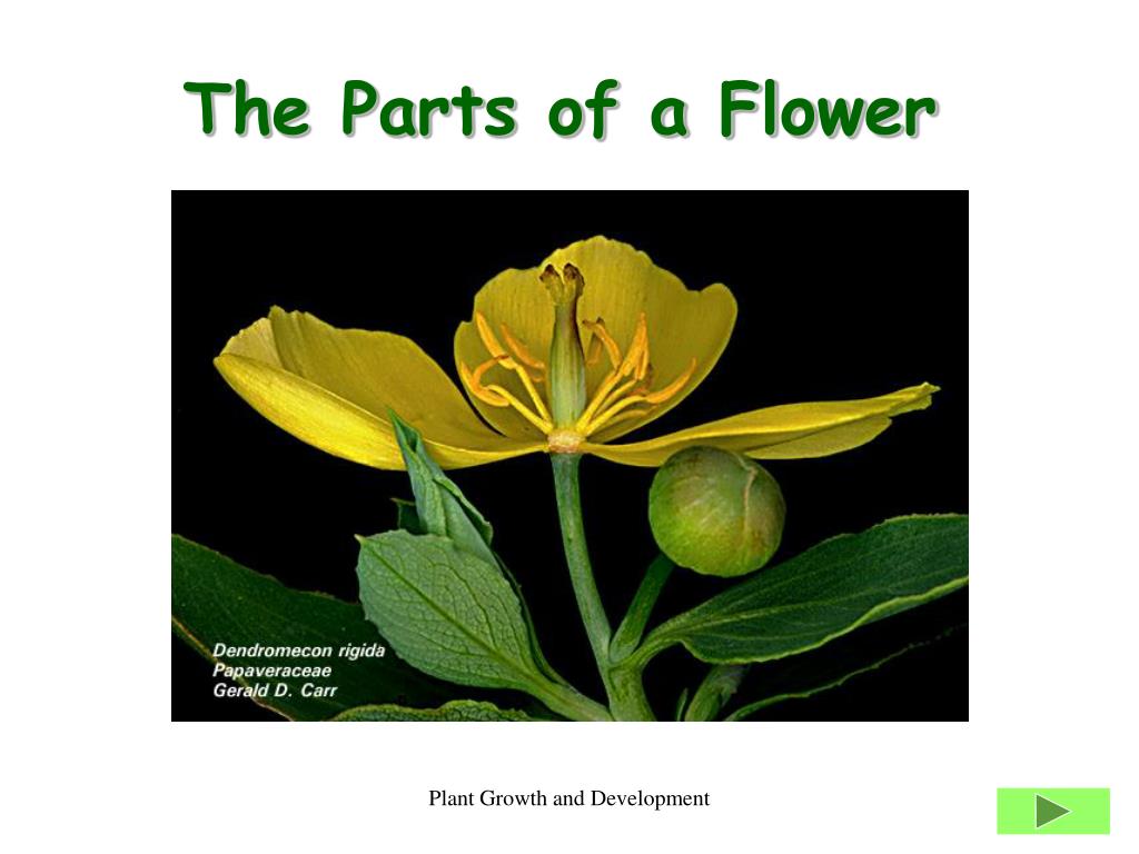 Ppt The Parts Of A Flower Powerpoint