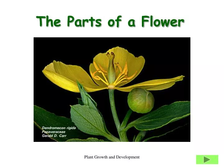 Flower Parts And Their Functions Ppt Best Flower Site