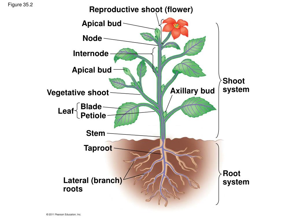 Plant в прошедшем. Plant structure. Axillary Bud. Части растения 1 класс окружающий мир схема. Plant Organs.
