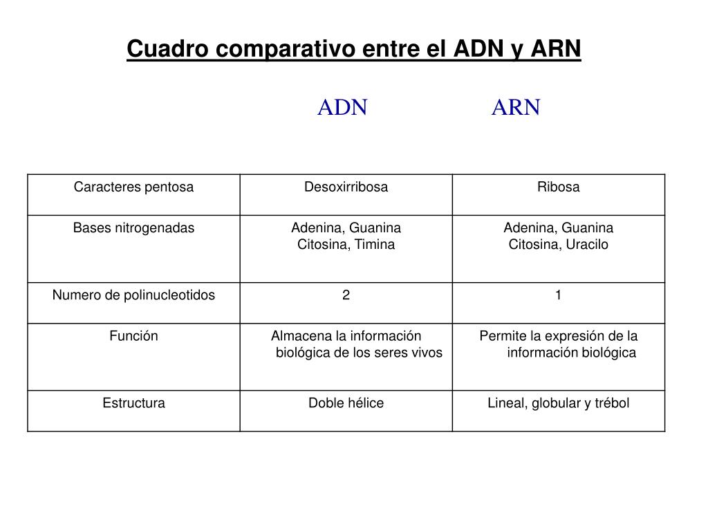 Cuadros Comparativos Sobre Adn Y Arn Diferencias Cuadro Comparativo