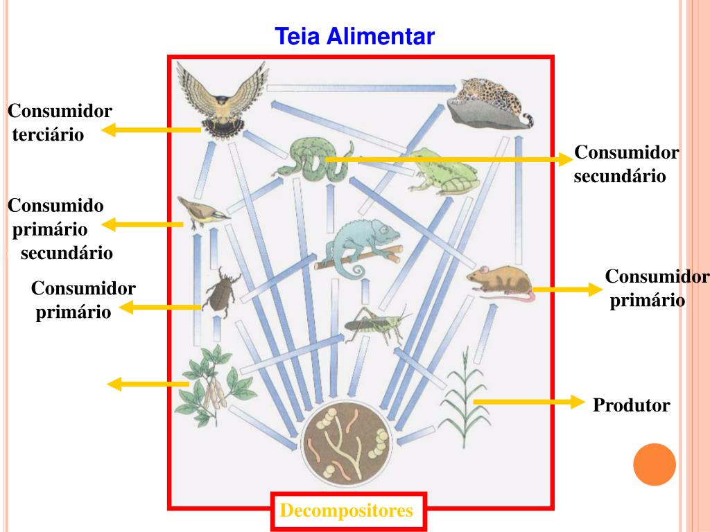 Fevereiro | 2011 | Bciencia 8, image size:1024x768