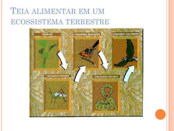 Em Um Ecossistema é Observada A Seguinte Teia Alimentar