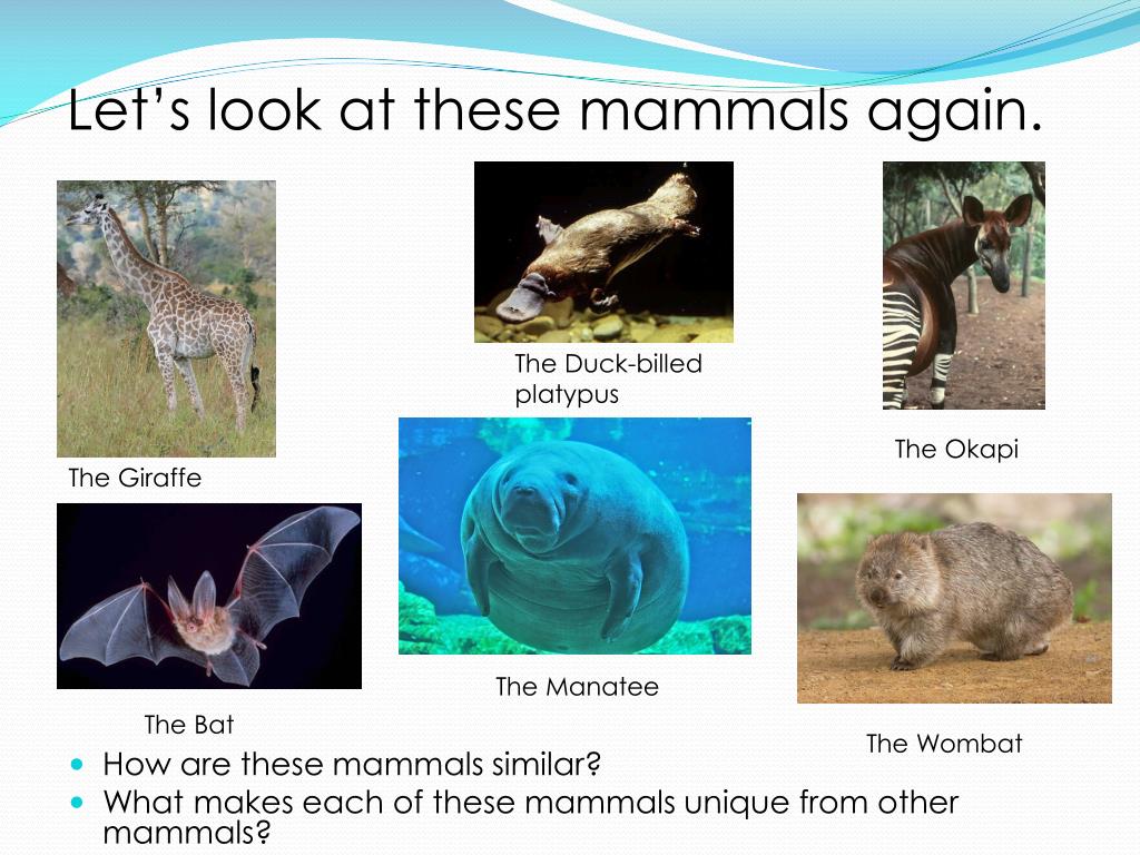 what-are-the-seven-characteristics-of-mammals