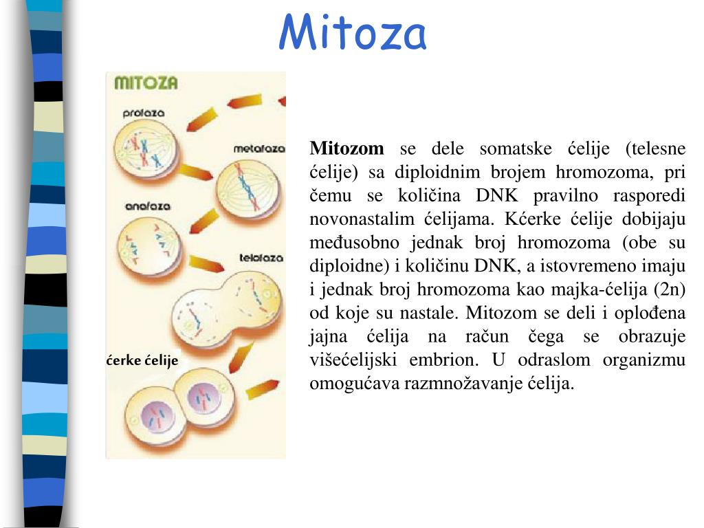 mitoza andkon mitoza andkon