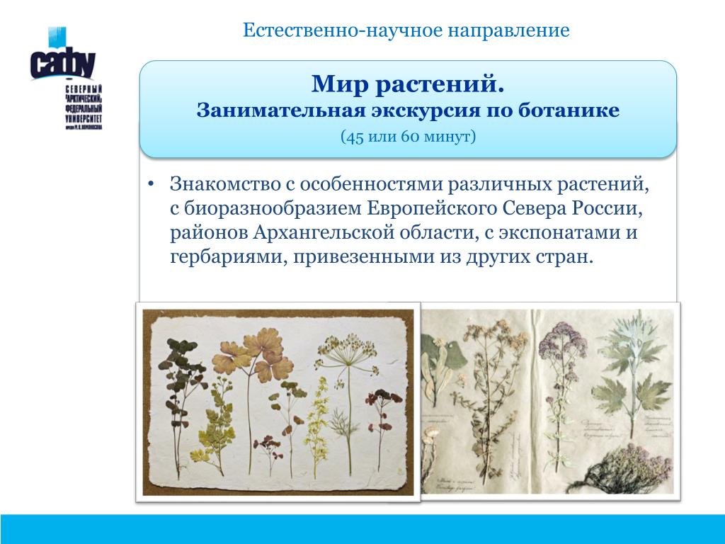 Темы для проекта по ботанике PPT - Туристско- профориентационные модули "Помор-Тур" PowerPoint Presentation -