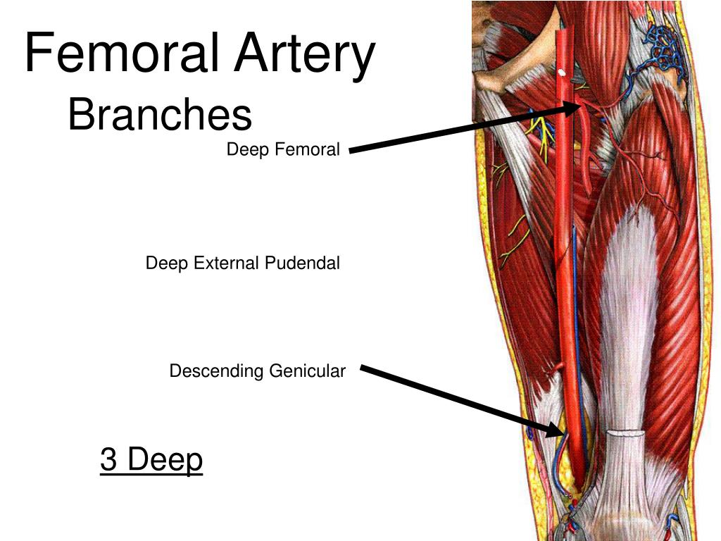PPT - Vascular Anatomy PowerPoint Presentation, free download - ID:4936605