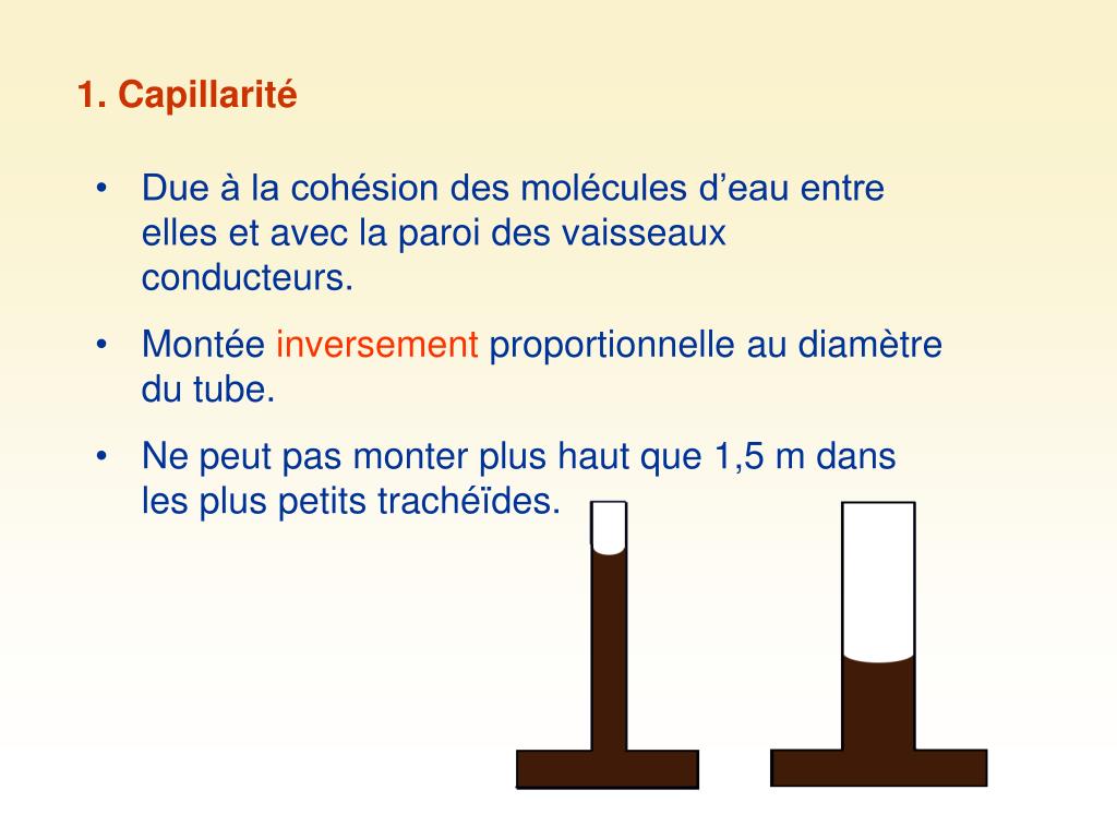 PPT - Le transport des nutriments chez les végétaux PowerPoint ...