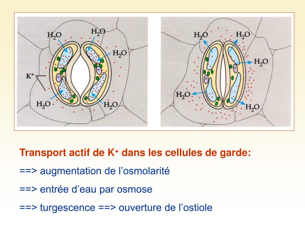 PPT Le Transport Des Nutriments Chez Les V g taux PowerPoint ppt-le-transport-des-nutriments-chez-les-v-g-taux-powerpoint