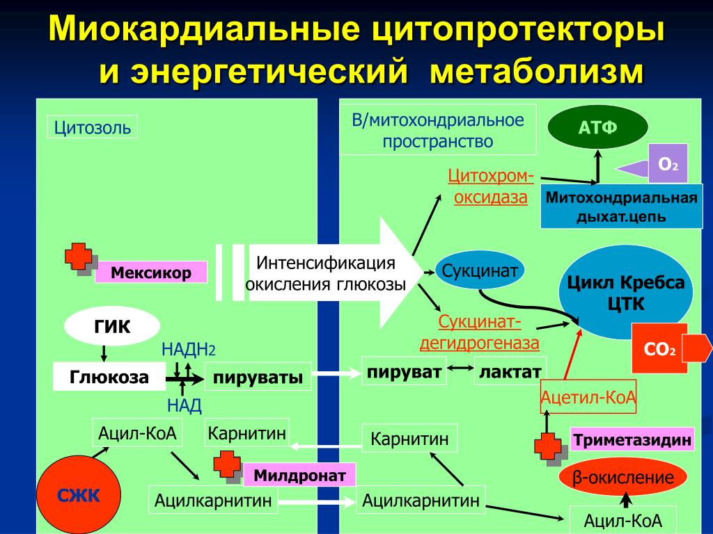 Митохондрия синтез атф эпс. Обменные процессы биохимия. Энергетический обмен схема. Схема процессов энергетического обмена. Миокардиальные цитопротекторы.