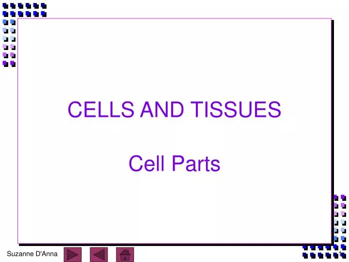 cells and tissues n.