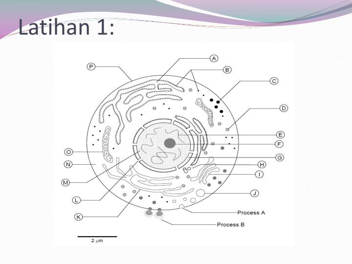 PPT - SEL HAIWAN DAN TUMBUHAN PowerPoint Presentation - ID ...