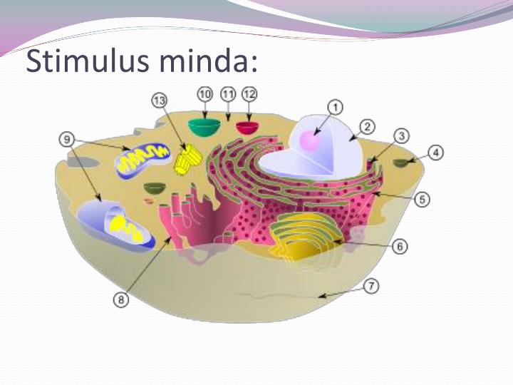 PPT - SEL HAIWAN DAN TUMBUHAN PowerPoint Presentation - ID ...