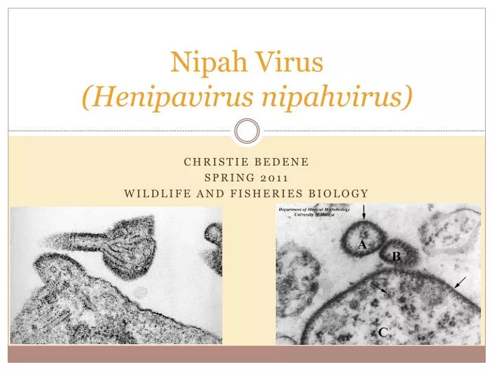 PPT - Nipah Virus (Henipavirus nipahvirus) PowerPoint ...