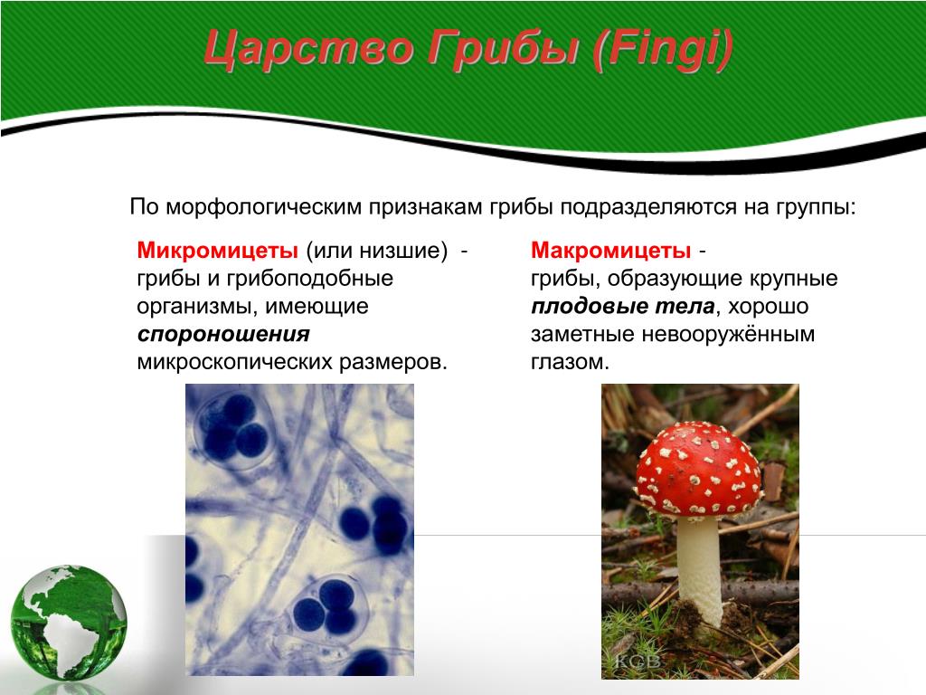 Каковы признаки грибов 5 класс